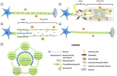 Frontiers | Molecular Mechanisms Involved In Schwann Cell Plasticity